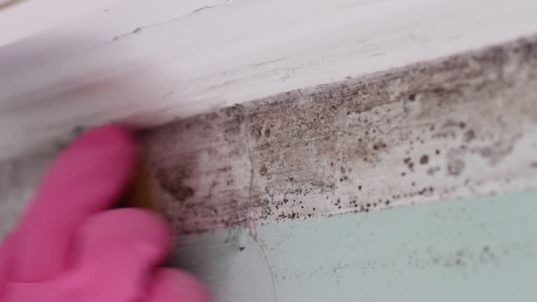 Best Basement Mold Removal  in Farmers Branch, TX